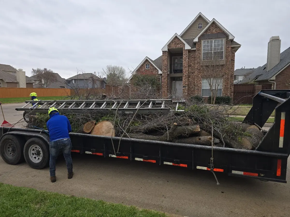 Expert Tree Removal with proper safety equipment in Clio